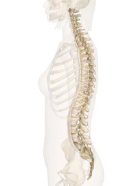 Spine (Lateral View)