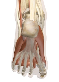 Superficial Muscles of the Ankle and Foot (Posterior View)