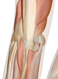 Superficial Muscles of the Elbow (Posterior View)