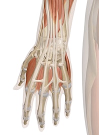 Superficial Muscles of the Hand and Wrist (Posterior View)