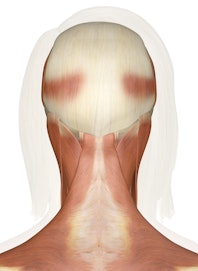 Superficial Muscles of the Head and Neck (Posterior View)