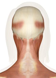 Superficial Muscles of the Head and Neck (Posterior View)