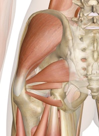 Superficial Muscles of the Hip (Posterior View)
