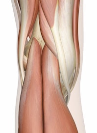 Superficial Muscles of the Knee (Posterior View)