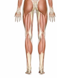 Superficial Muscles of the Leg and Foot (Posterior View)