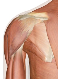 Superficial Muscles of the Shoulder (Posterior View)