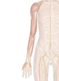 Superficial Nerves of the Arm and Hand (Anterior View)