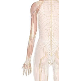 Superficial Nerves of the Arm and Hand (Posterior View)