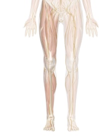 Superficial Nerves of the Leg and Foot (Anterior View)