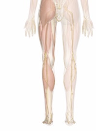 Superficial Nerves of the Leg and Foot (Posterior View)