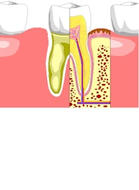 Teeth - Anatomy of the Tooth