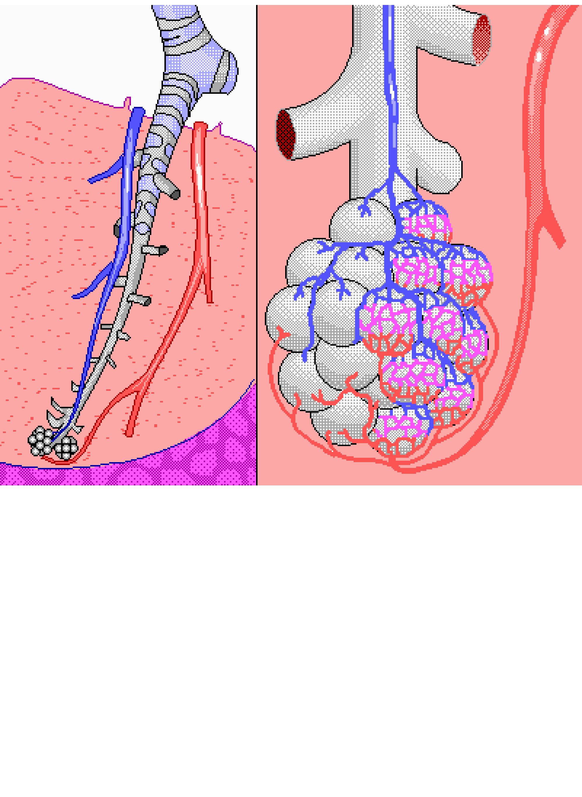 Terminal Bronchi and Alveoli - Anatomy Pictures and Information