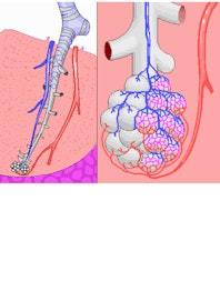 Alveoli: Gas Exchange, Oxygen Absorption & Efficiency