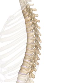 The Thoracic Vertebrae