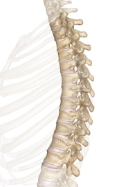 The Thoracic Vertebrae