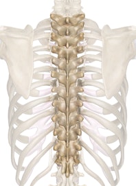 Thoracic Vertebrae (Posterior View)