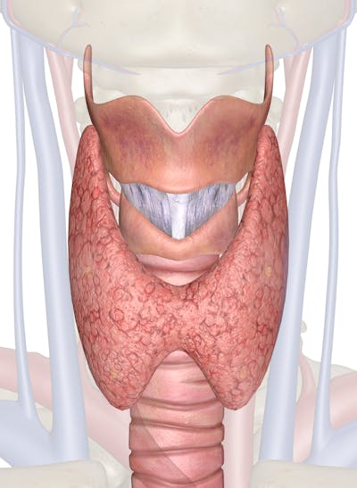 parathyroid gland anatomy