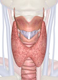 The Thyroid And Parathyroid Glands 3D Anatomy Model