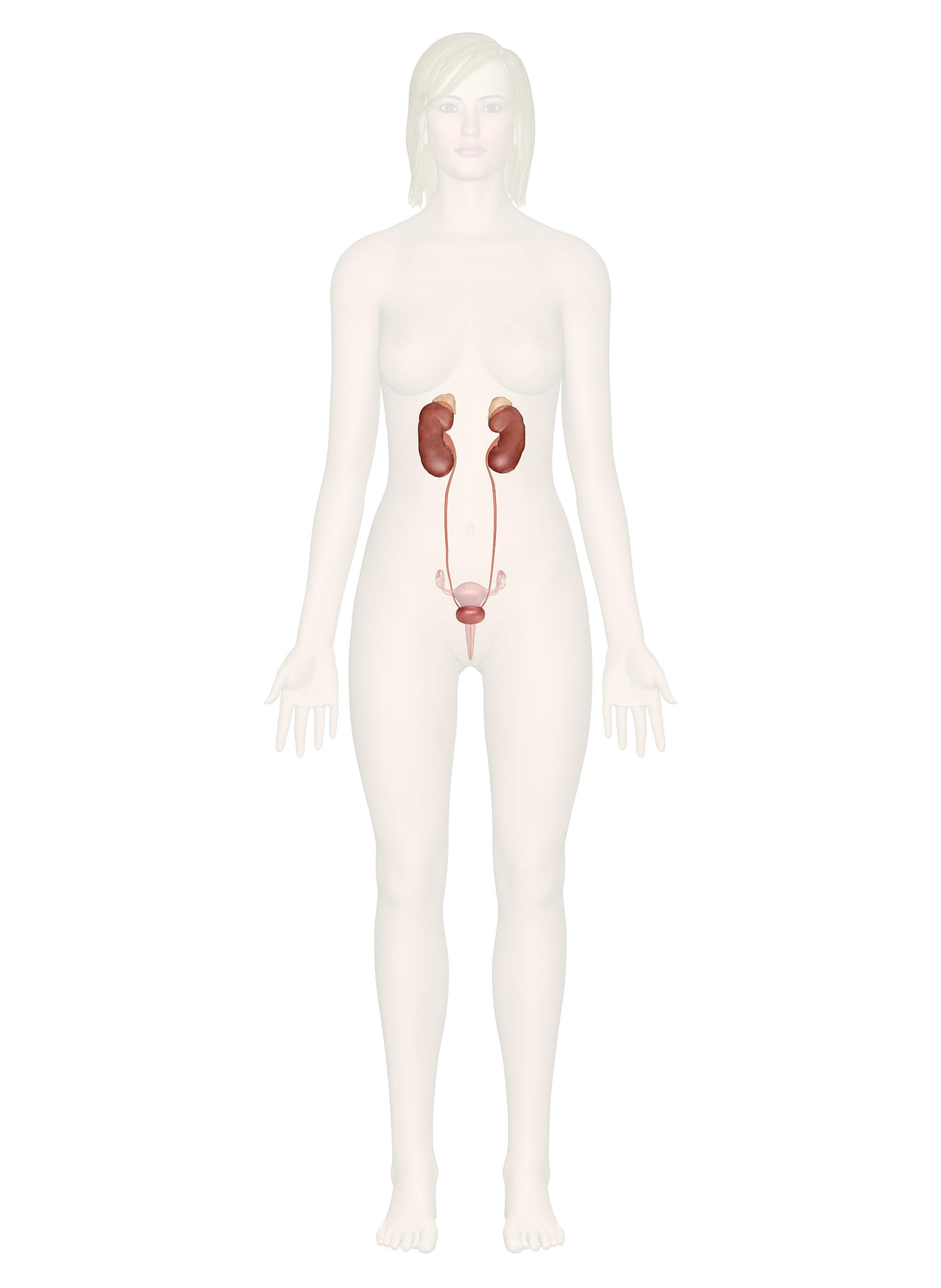 urinary system organs and their functions