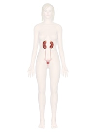 The Urinary System