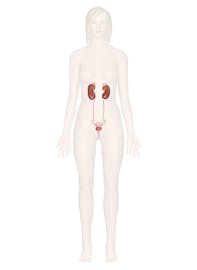 The Urinary System