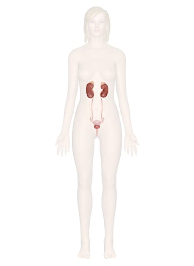 The Urinary System image