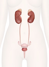 Urinary System of the Lower Torso