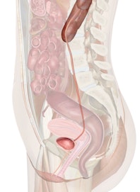 Urinary System of the Lower Torso (Cross-section View)