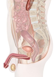 Urinary System of the Lower Torso (Male Cross-section View)