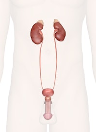 Urinary System of the Lower Torso (Male View)