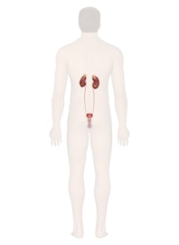 Urinary System (Male Posterior View)