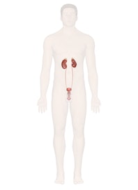 Urinary System (Male View)