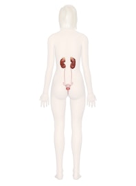 Urinary System (Posterior View)