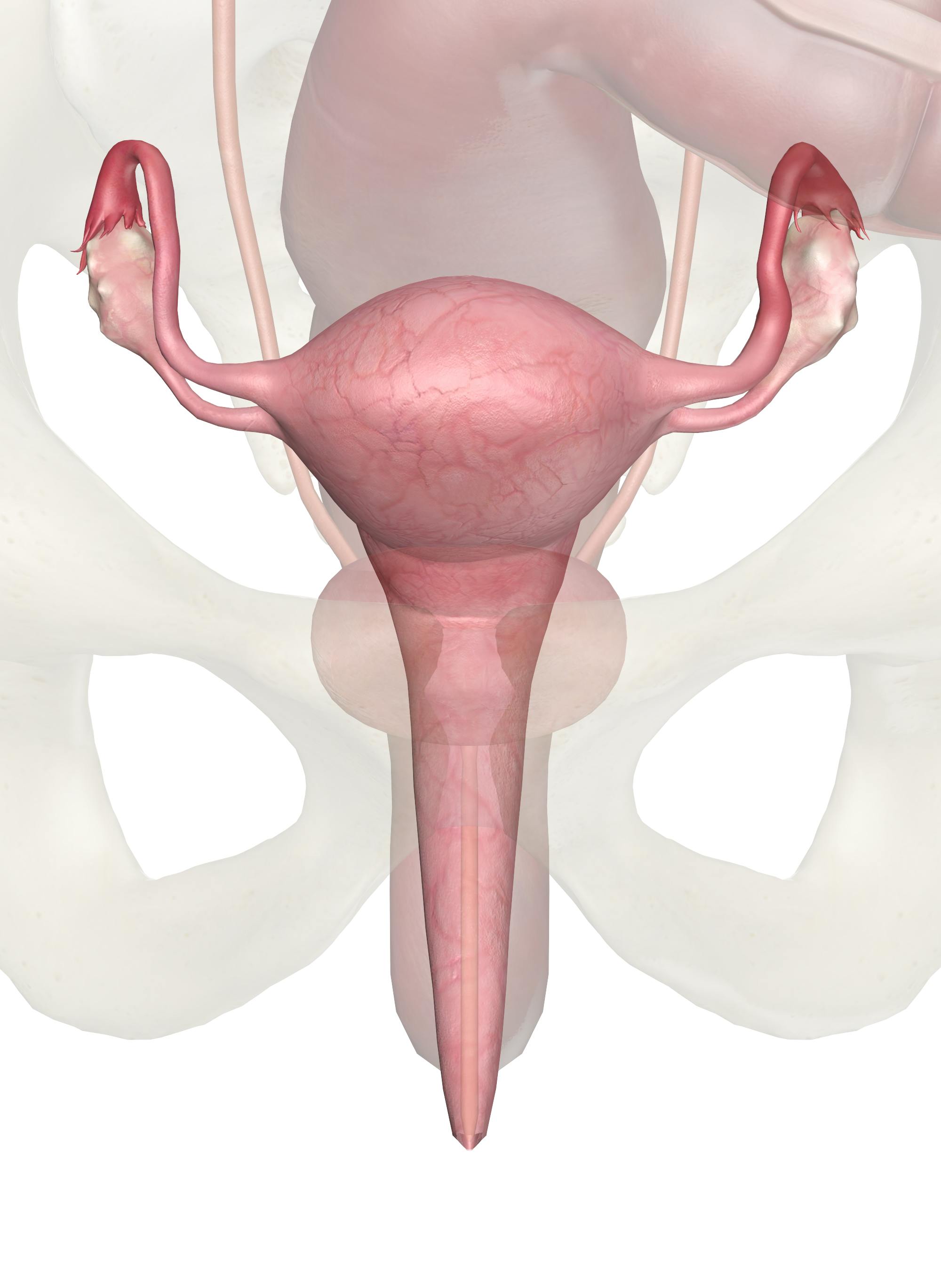 real human uterus