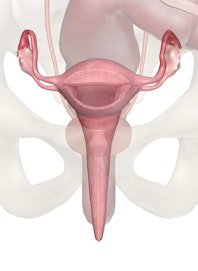 Uterus and Ovaries (Anterior Cross-section View)